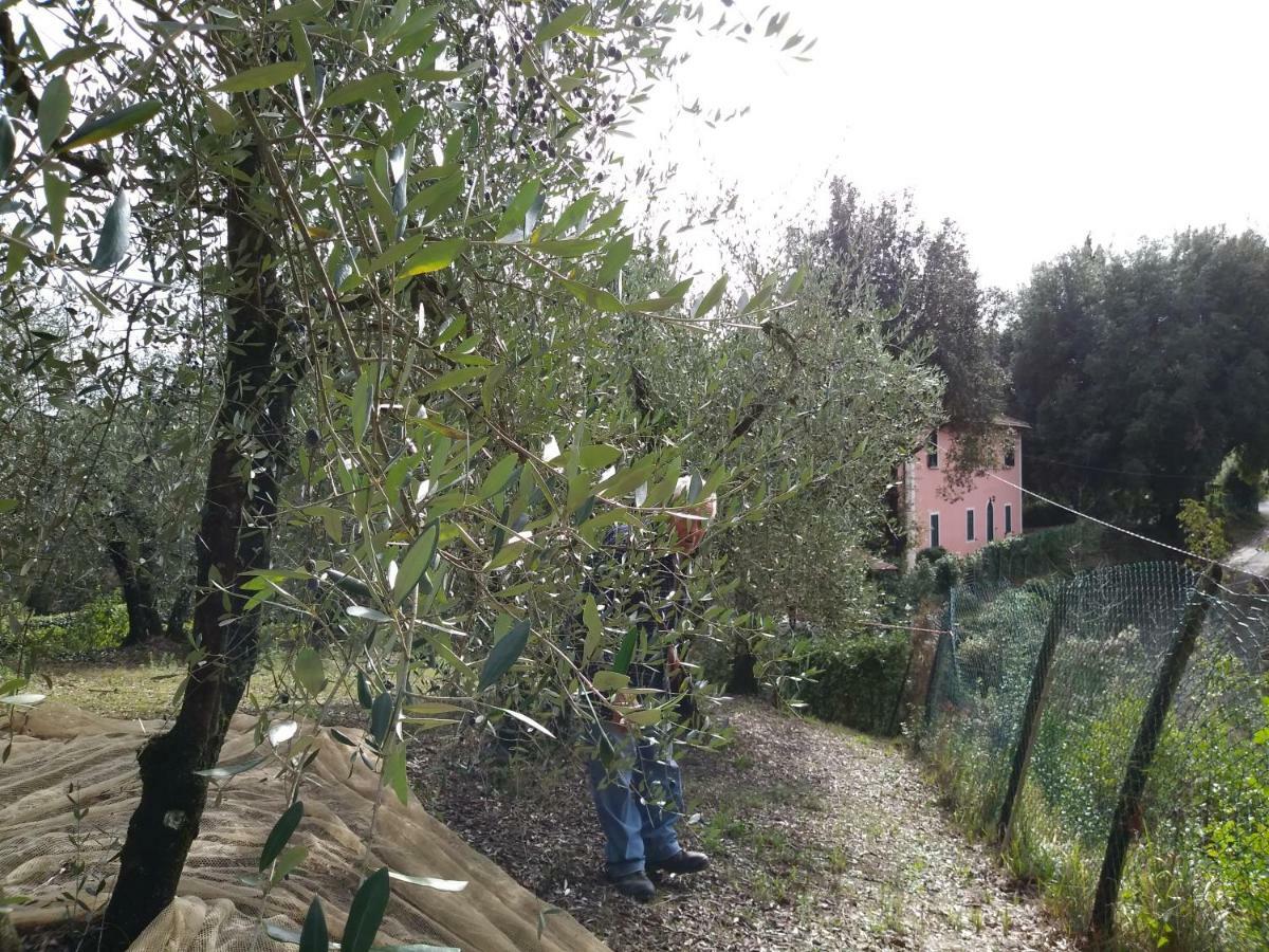 Podere Il Leccione Palaia Eksteriør bilde